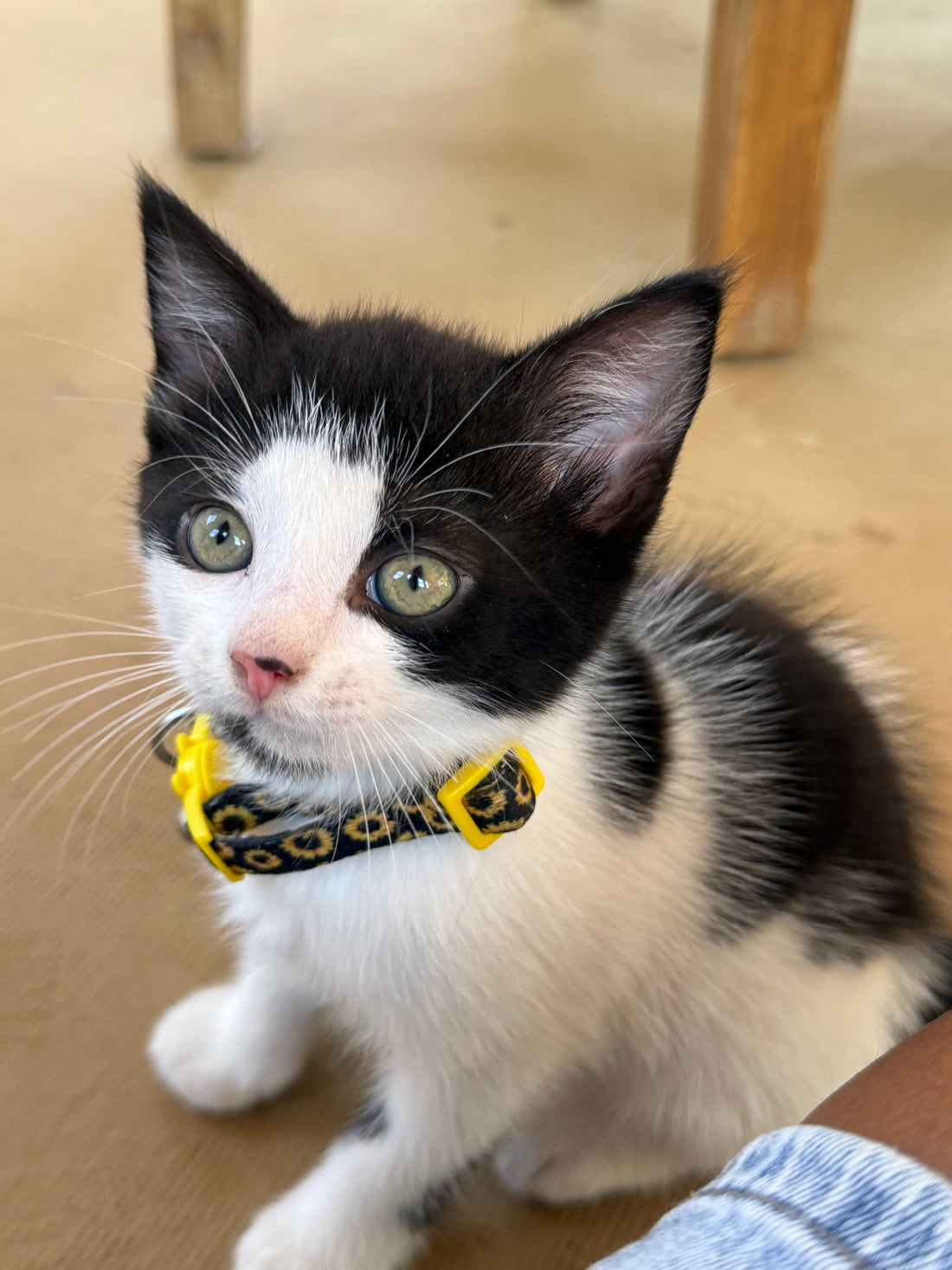 Meet Jerri: A New Kind of Faithful Companion